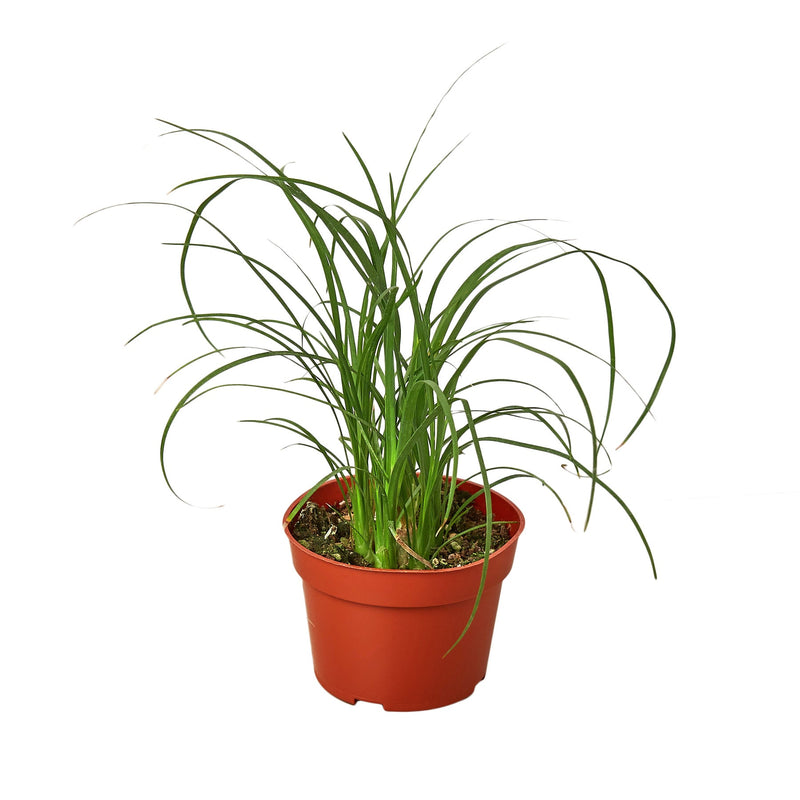 ponytail-palm in a pot