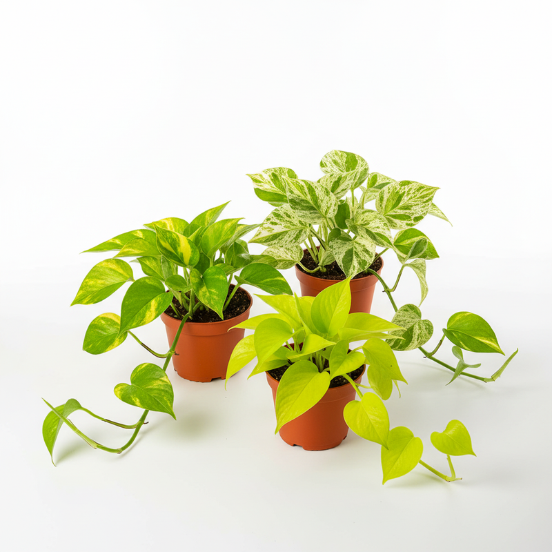 Pothos trio collection in plastic nursery pots – Golden, Marble Queen and Neon Pothos indoor houseplants