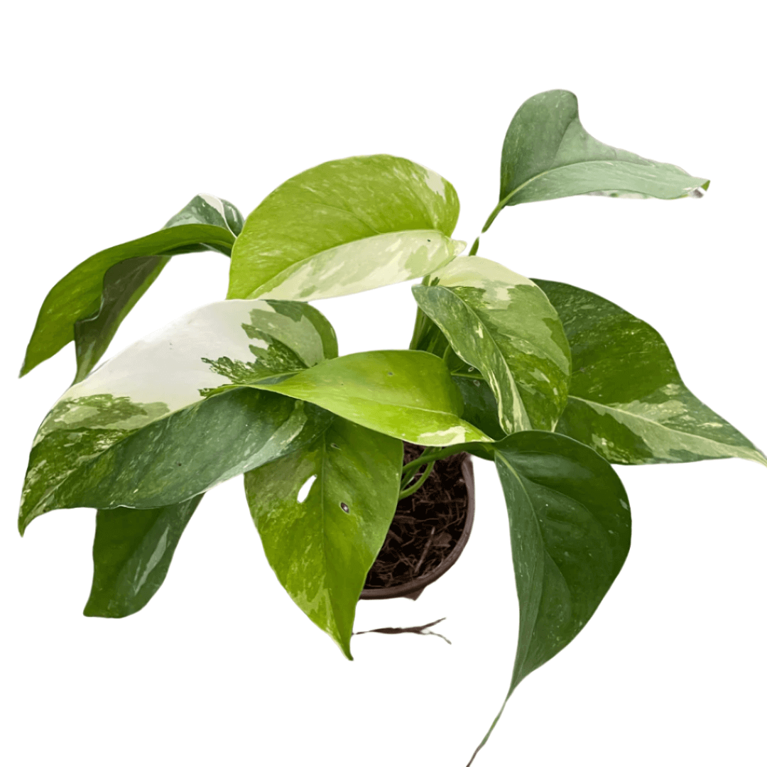 Pothos Albo Variegata plant with variegated green and white heart-shaped leaves in a pot from All About Planties™