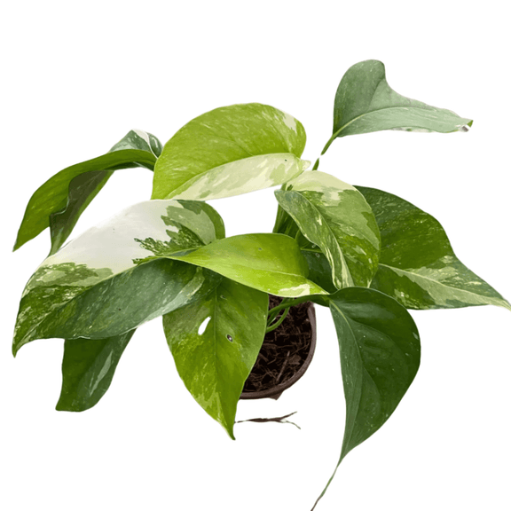golden pothos white variegation Pothos 'Albo Variegata' - Rare White Variegated Pet Safe Plant