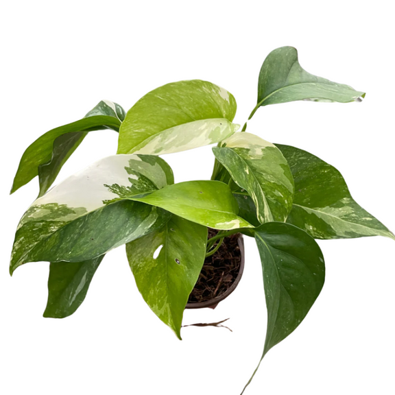 pothos-albo-variegata-plant-4inch