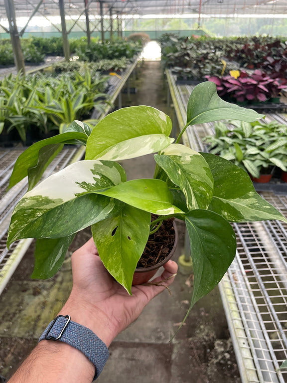 hand holding a pothos-albo-variegata in a nursery