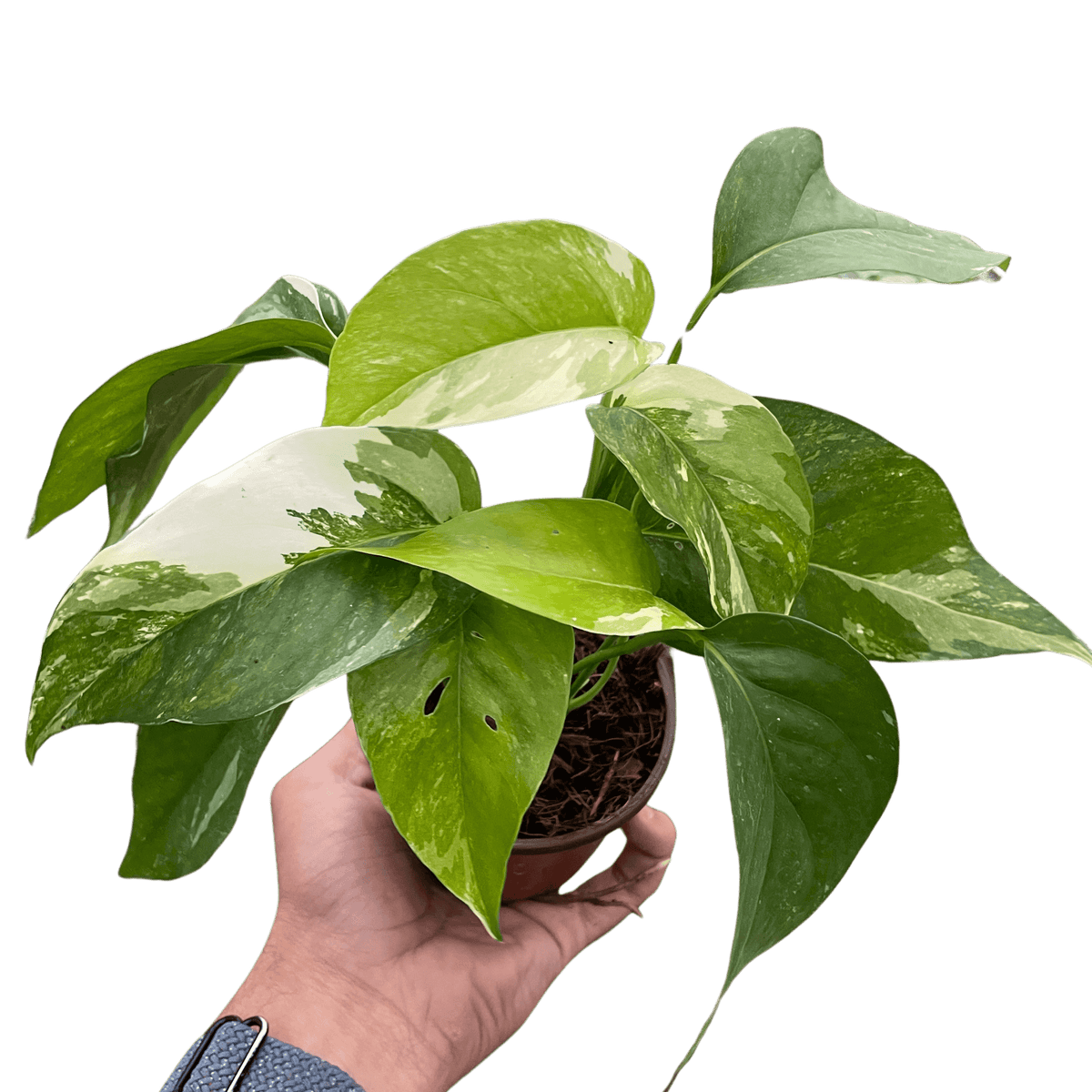 variegated pothos white Pothos Albo Variegata