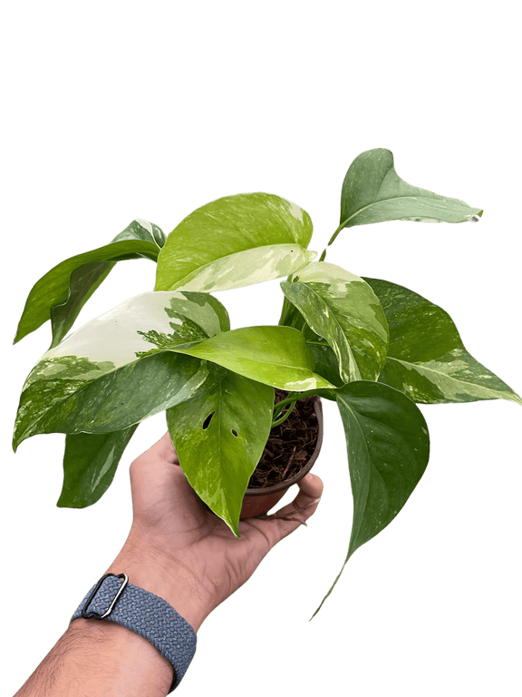 all about pothos Pothos Albo Variegata