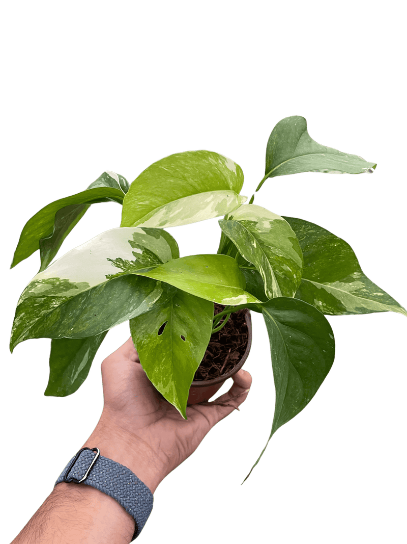 pothos-albo-variegata-plant