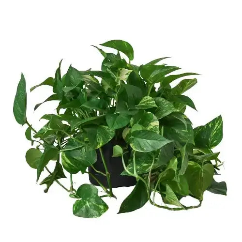 8-inch Golden Pothos in black planter with golden-yellow variegation - medium houseplant