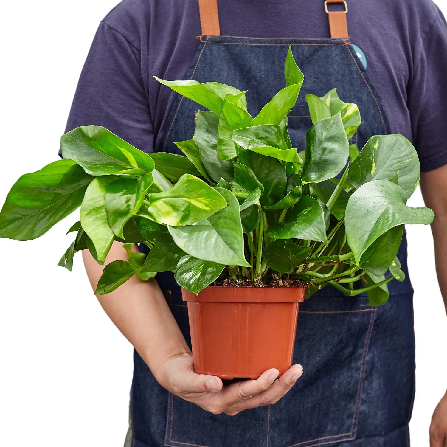 person holding a pothos-golden plant