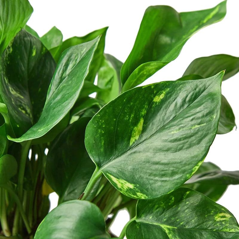 pothos-golden-leaves closeup