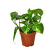 Pothos Golden plant in a terracotta pot with lush green and golden-yellow variegated leaves.