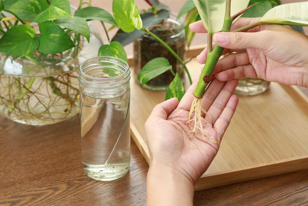 Hands holding a Pothos plant cutting with roots, ready to be placed in a glass jar filled with water for indoor growth