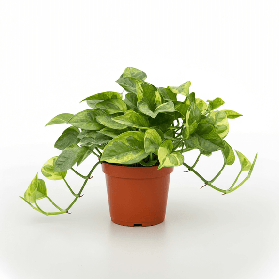 Pothos Lemon Meringue with nice green leaves in a 4-inch pot available at All About Planties™.