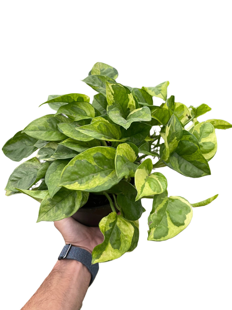 Pothos 'Lemon Meringue' Plants at All About Planties