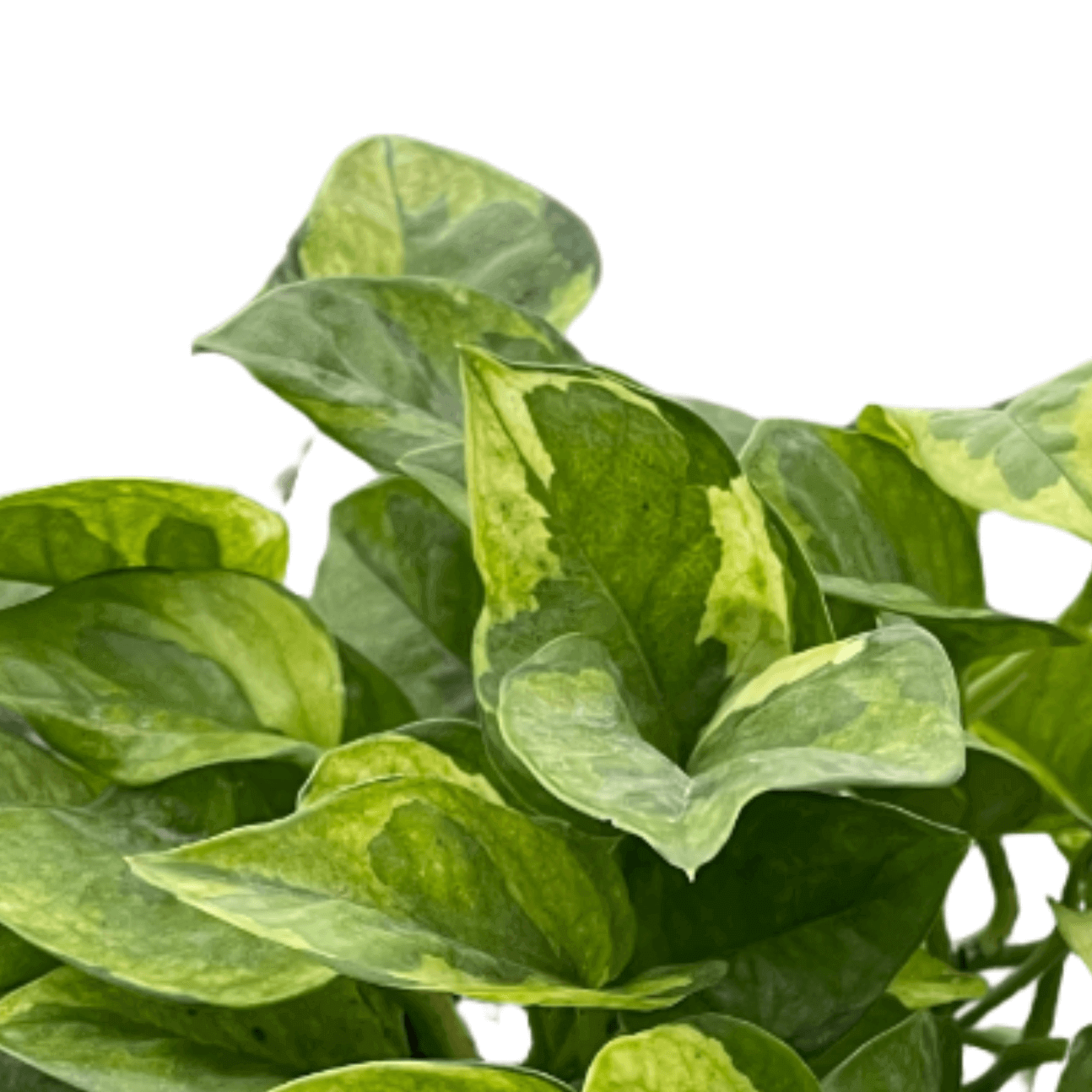 lemon meringue pothos Pothos 'Lemon Meringue'
