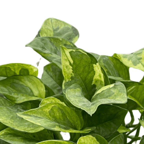 pothos plant cost Pothos 'Lemon Meringue'
