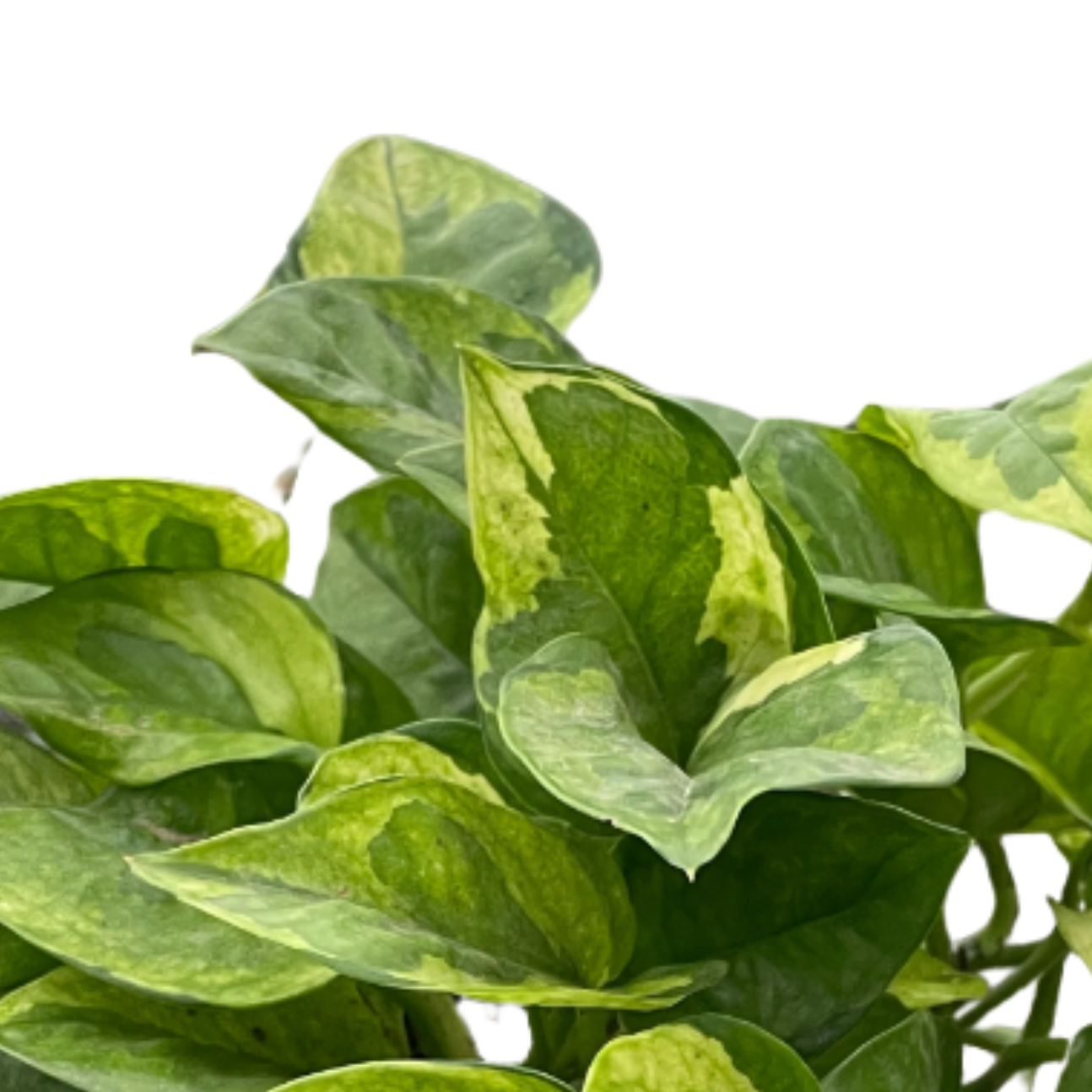 Pothos 'Lemon Meringue' Plants at All About Planties