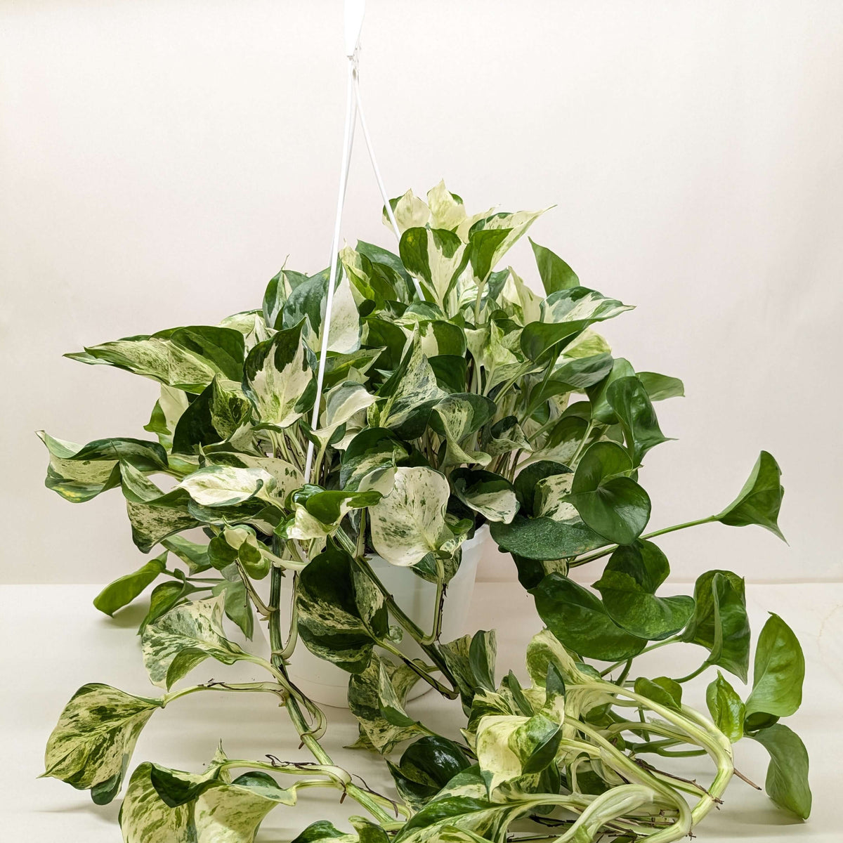 Pothos Manjula heart-shaped marbled leaves perfect for hanging baskets