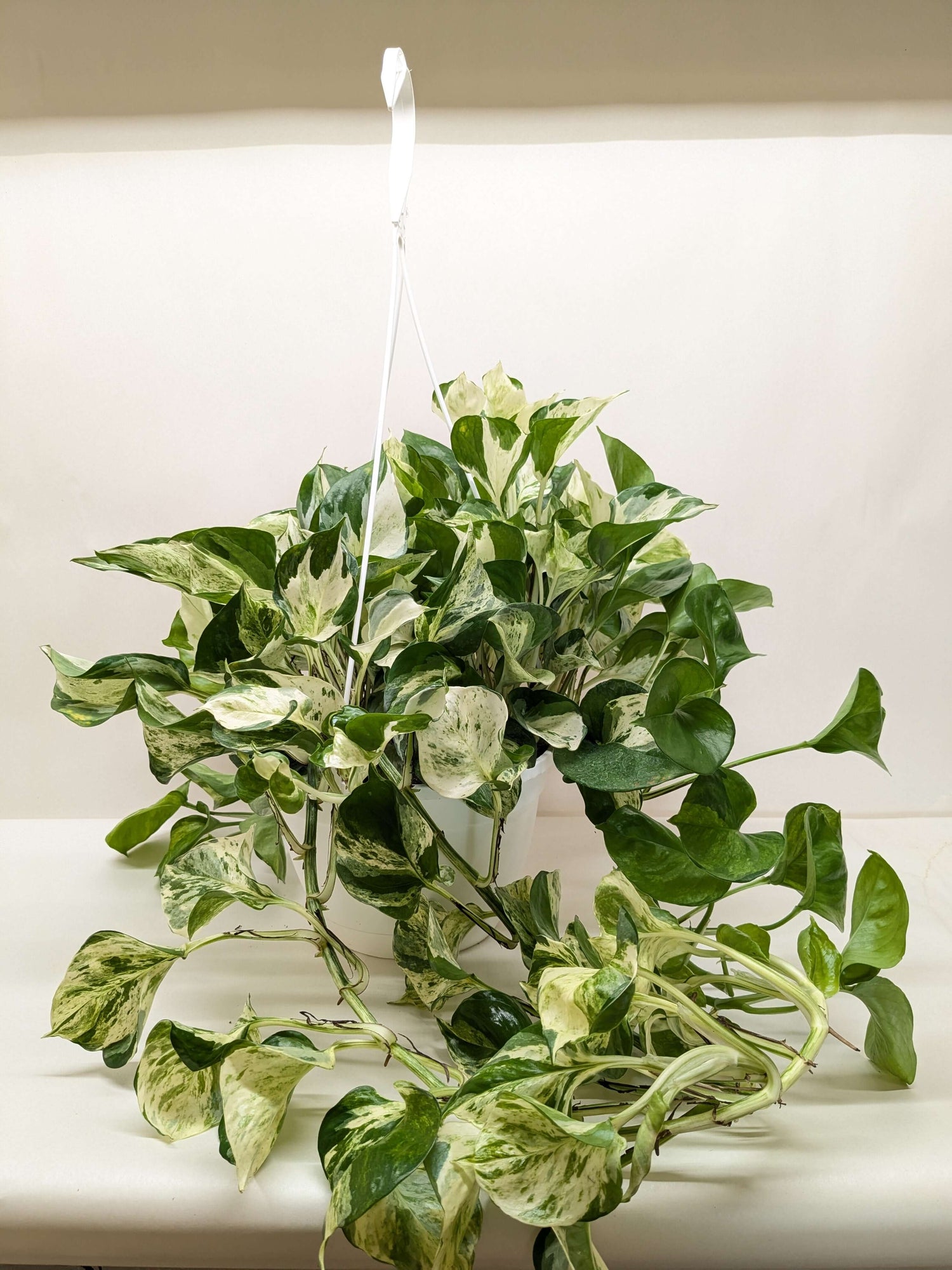 manjula pothos for sale near me Pothos Manjula