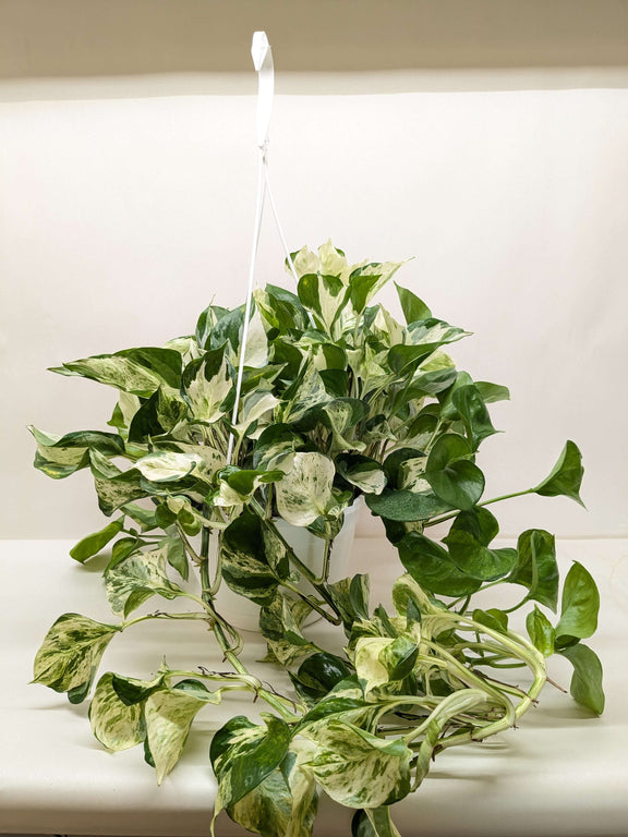 pothos malaysia Pothos Manjula