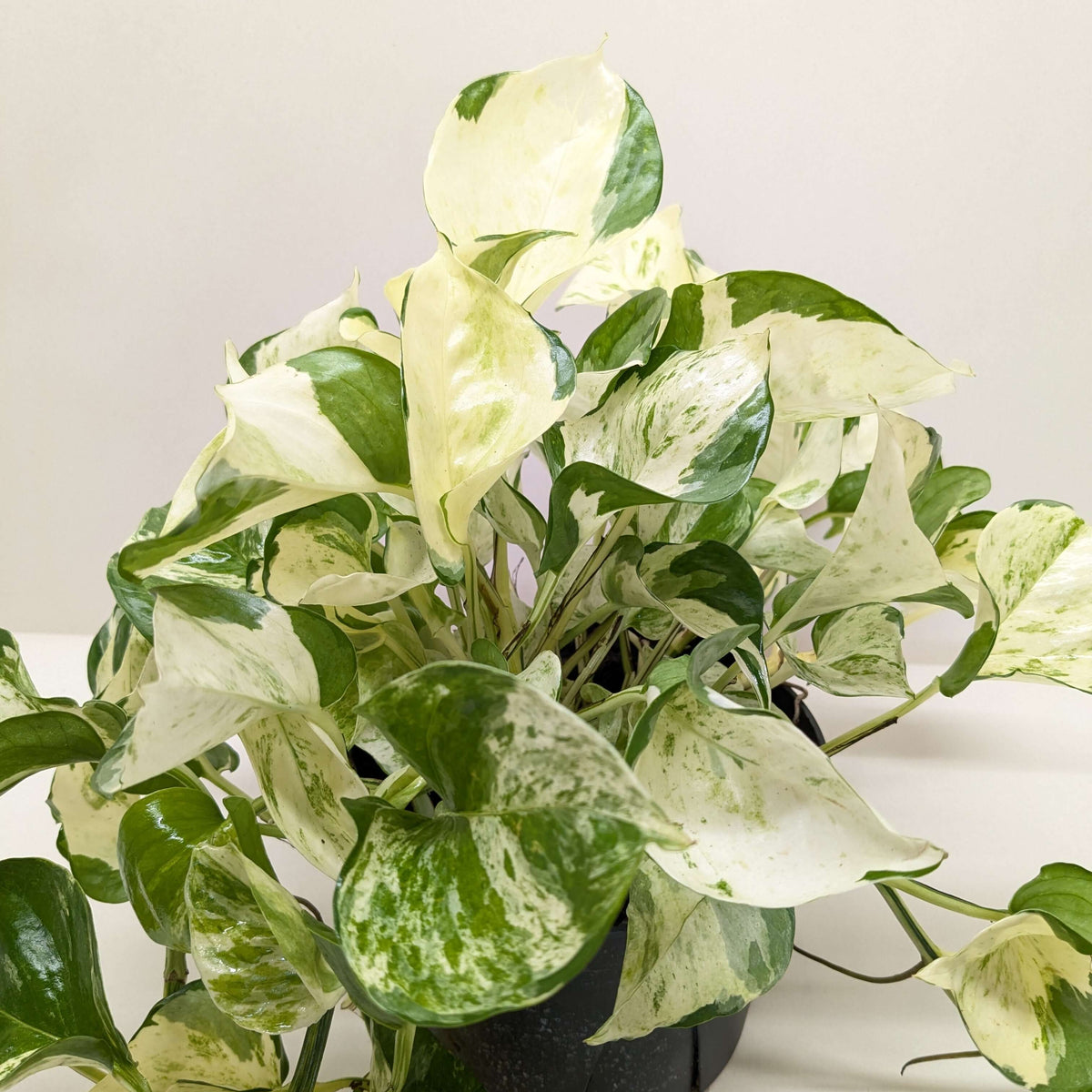 Pothos Manjula variegated plant with wavy-edged marbled leaves