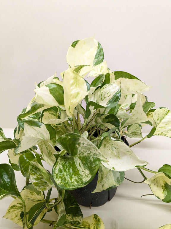 rare variegated pothos Pothos Manjula