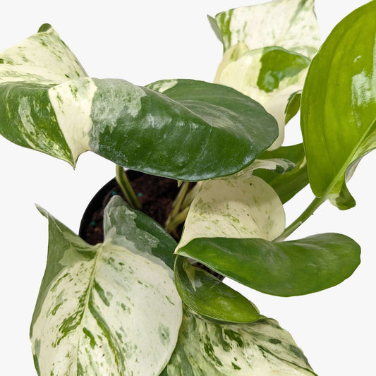 Close-up of Pothos Manjula unique wavy leaf edges and soft variegation pattern