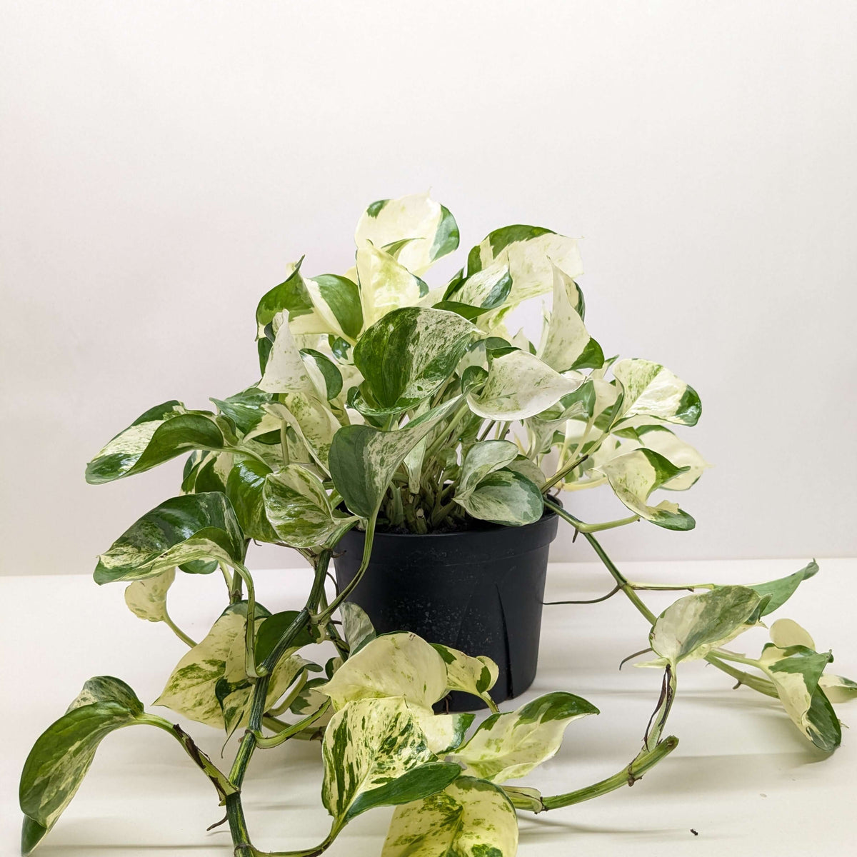 Pothos Manjula easy care air-purifying houseplant with cascading vines