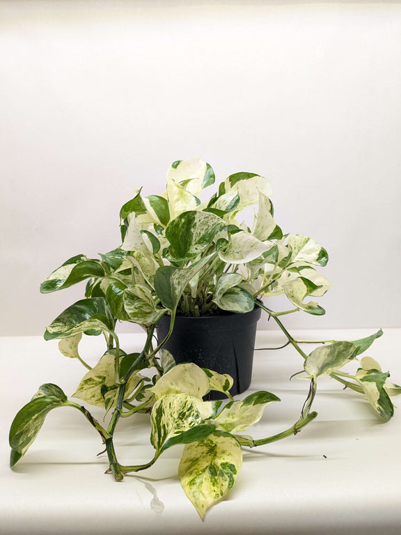manjula pothos care Pothos Manjula - Rare Variegated Trailing Plant