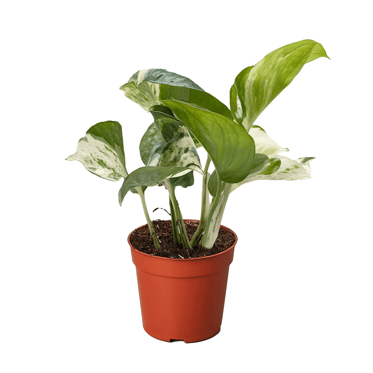 red leaf pothos Pothos Manjula