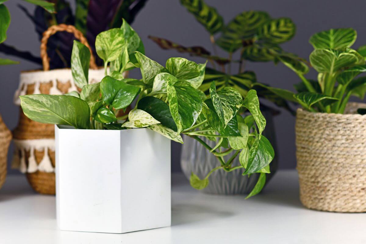 Potted Marble Queen Pothos on a white table