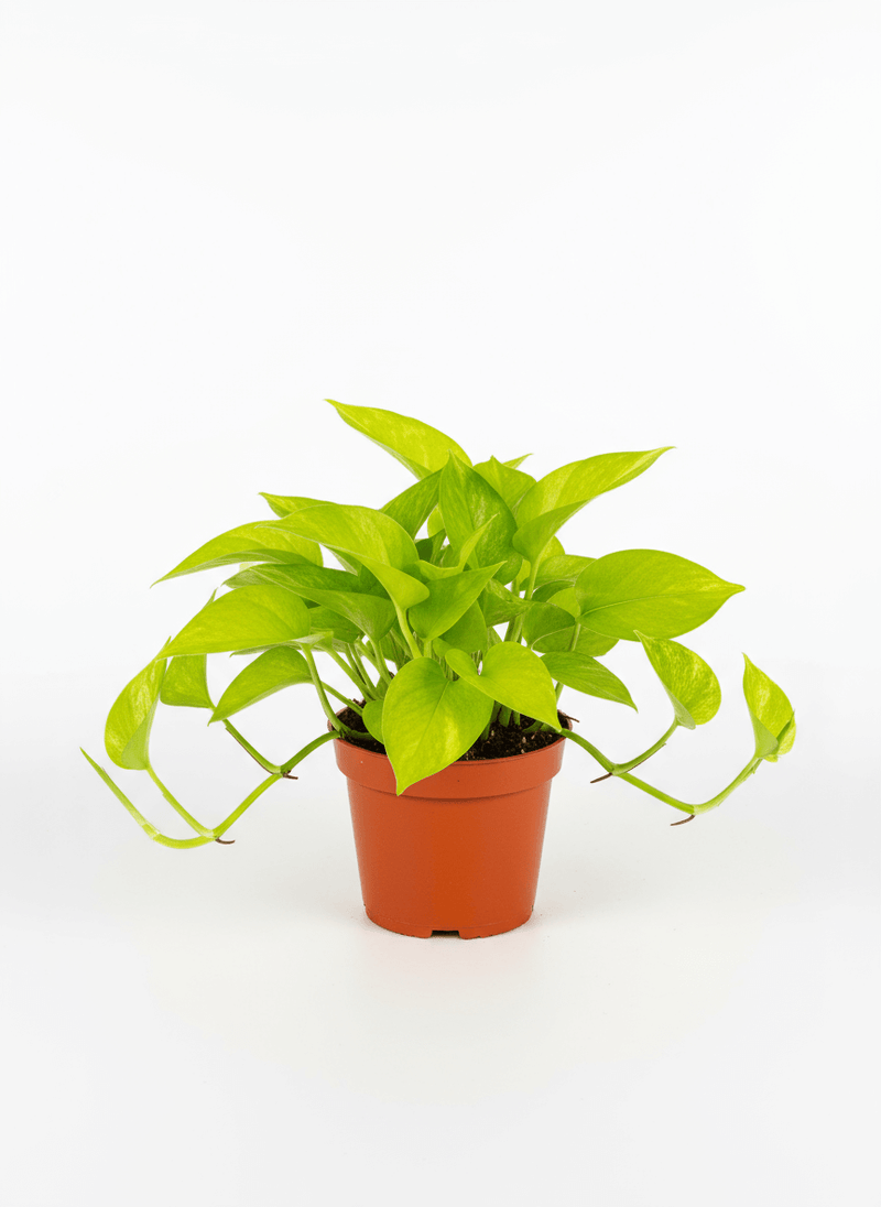 Pothos Neon Queen in a 4-inch pot available at All About Planties™.