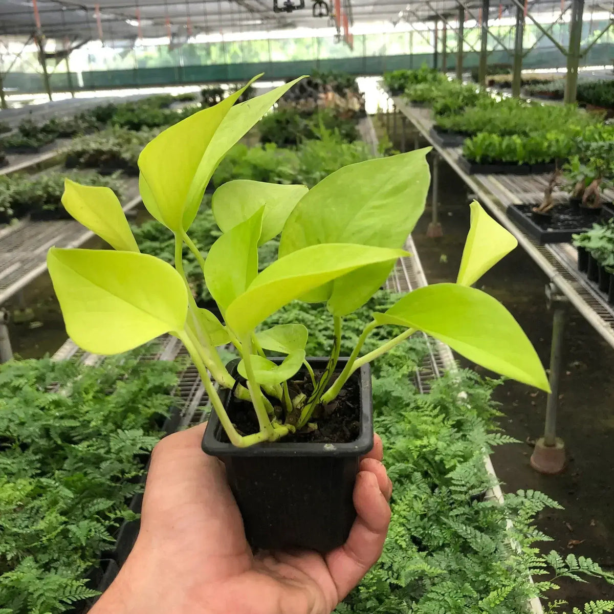 Person holding a Pothos 'Neon' plant in a nursery with vibrant chartreuse-yellow leaves.
