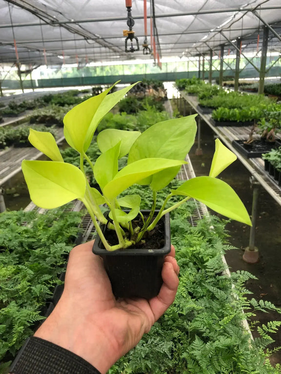indoor neon pothos Pothos 'Neon' Live Plant, 4" Pot