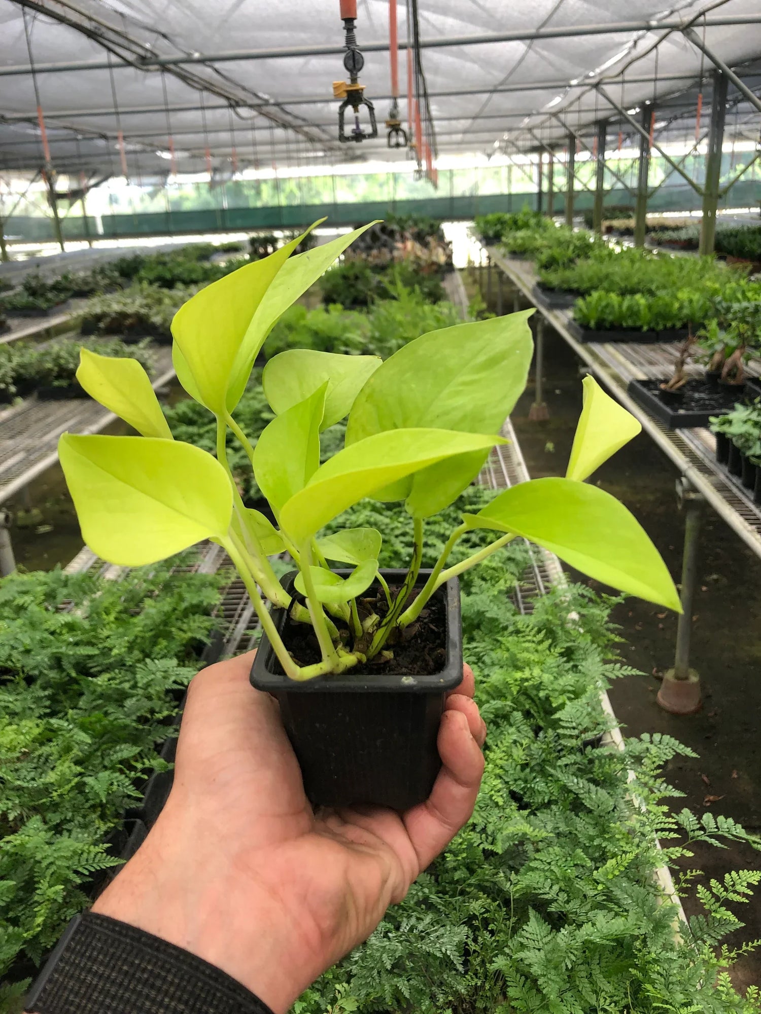 pothos-neon plant in a nursery pot