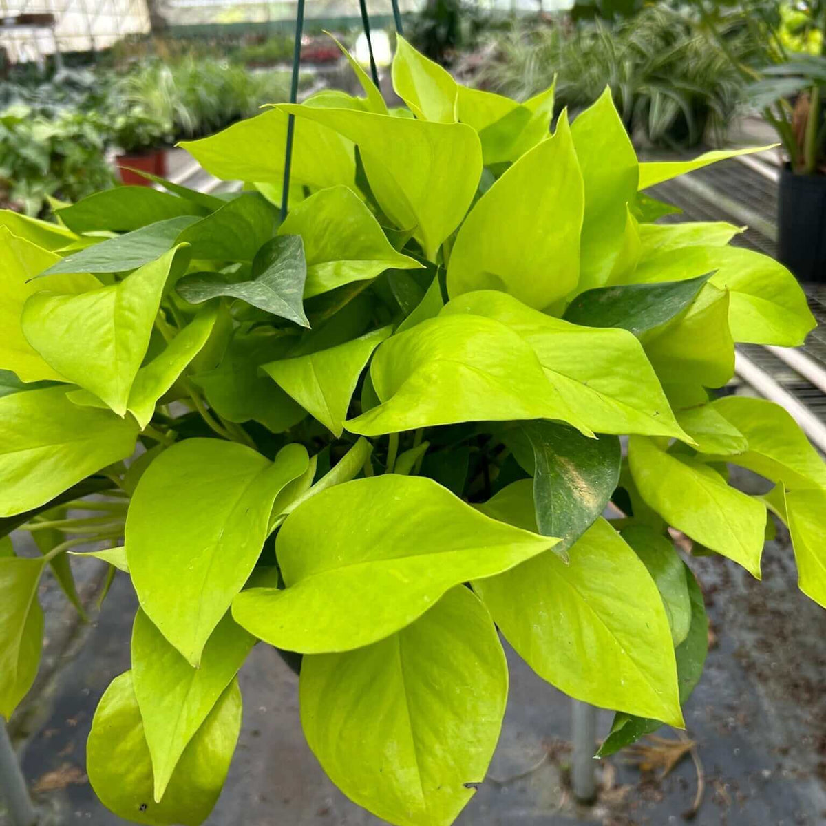garden pothos Pothos 'Neon' Live Plant, 4" Pot