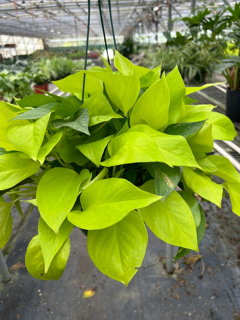 pothos-neon plant in a nursery