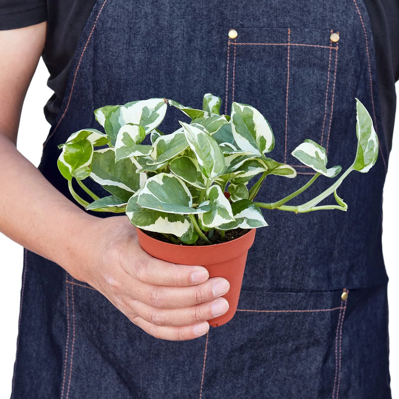 person holding a pothos-njoy-plant