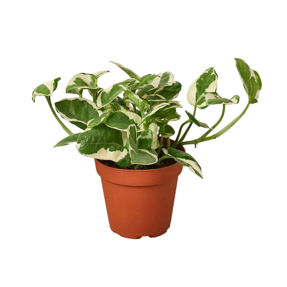 how to take care njoy pothos plant Pothos 'N'joy'