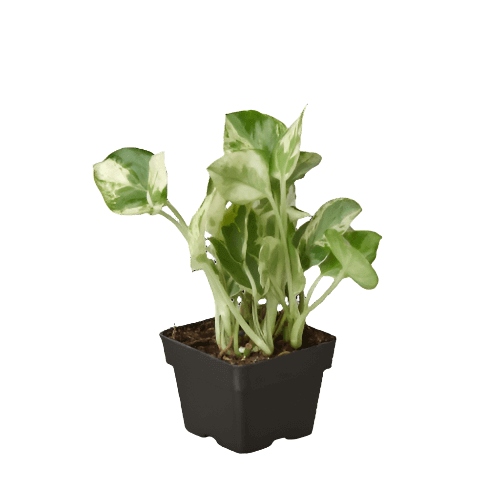 pothos n joy pet safe Pothos 'N’Joy' – Trailing Variegated Indoor Plant for Easy Care & Display 4" Pot / Nursery Pot
