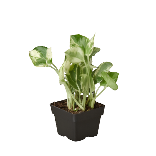 pothos-njoy-plant 3inch