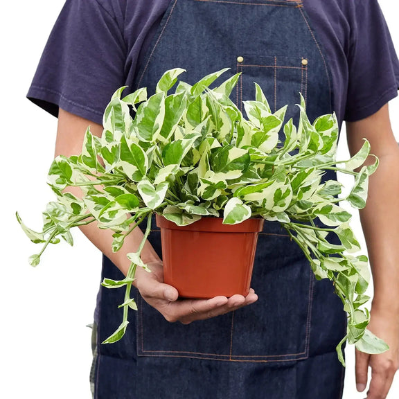 pothos n'joy care Pothos 'N'joy'