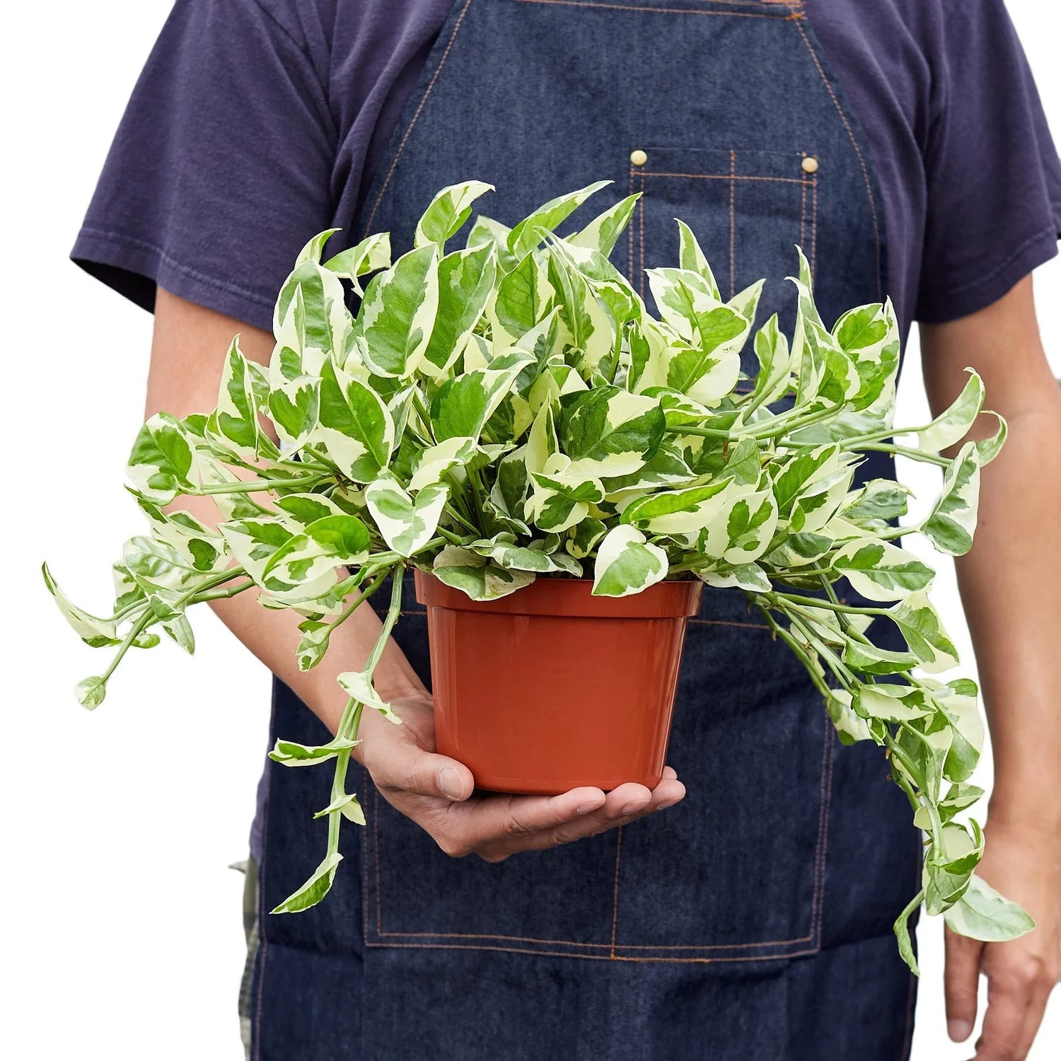 a person holding pothos-njoy-plant 6inch