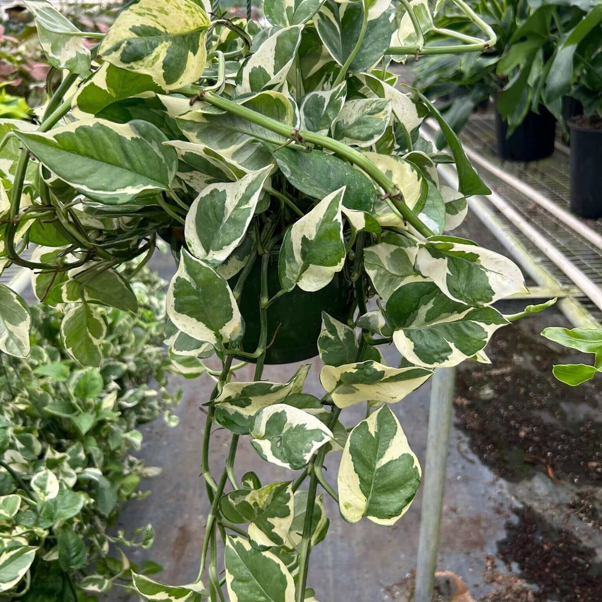 pothos-njoy-plant 8 inch in  NURSERY