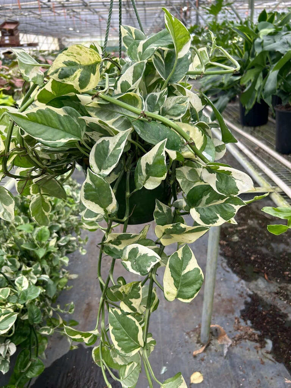 pothos similar plants Pothos 'N’Joy' – Trailing Variegated Indoor Plant for Easy Care & Display 4" Pot / Nursery Pot
