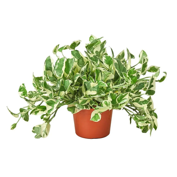 n'joy pothos price Pothos 'N’Joy' – Trailing Variegated Indoor Plant for Easy Care & Display 4" Pot / Nursery Pot