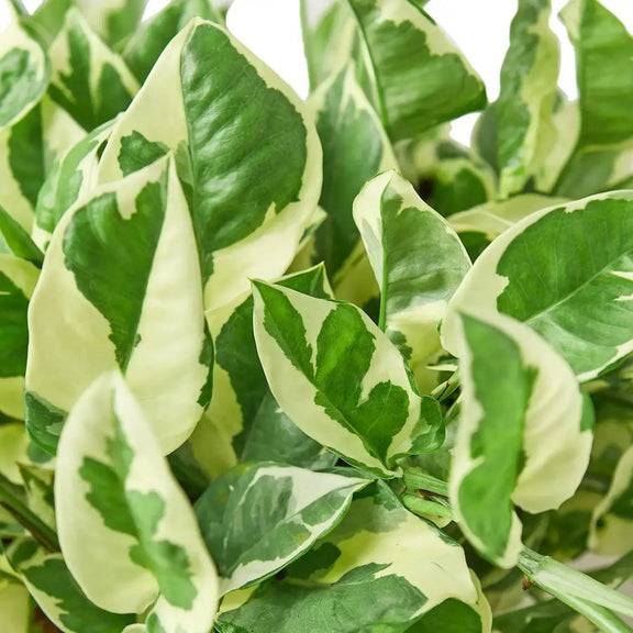 pothos n joy care Pothos 'N'joy'