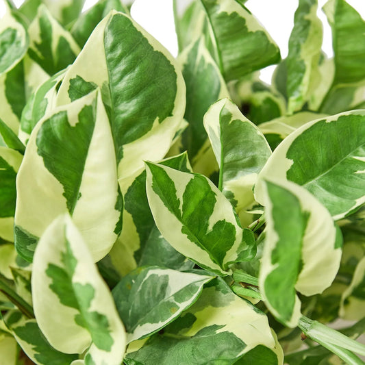 pothos-njoy-plant close up