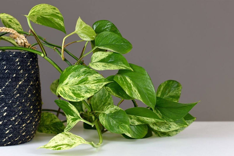 Pothos (Epipremnum aureum) plant in a decorative pot.