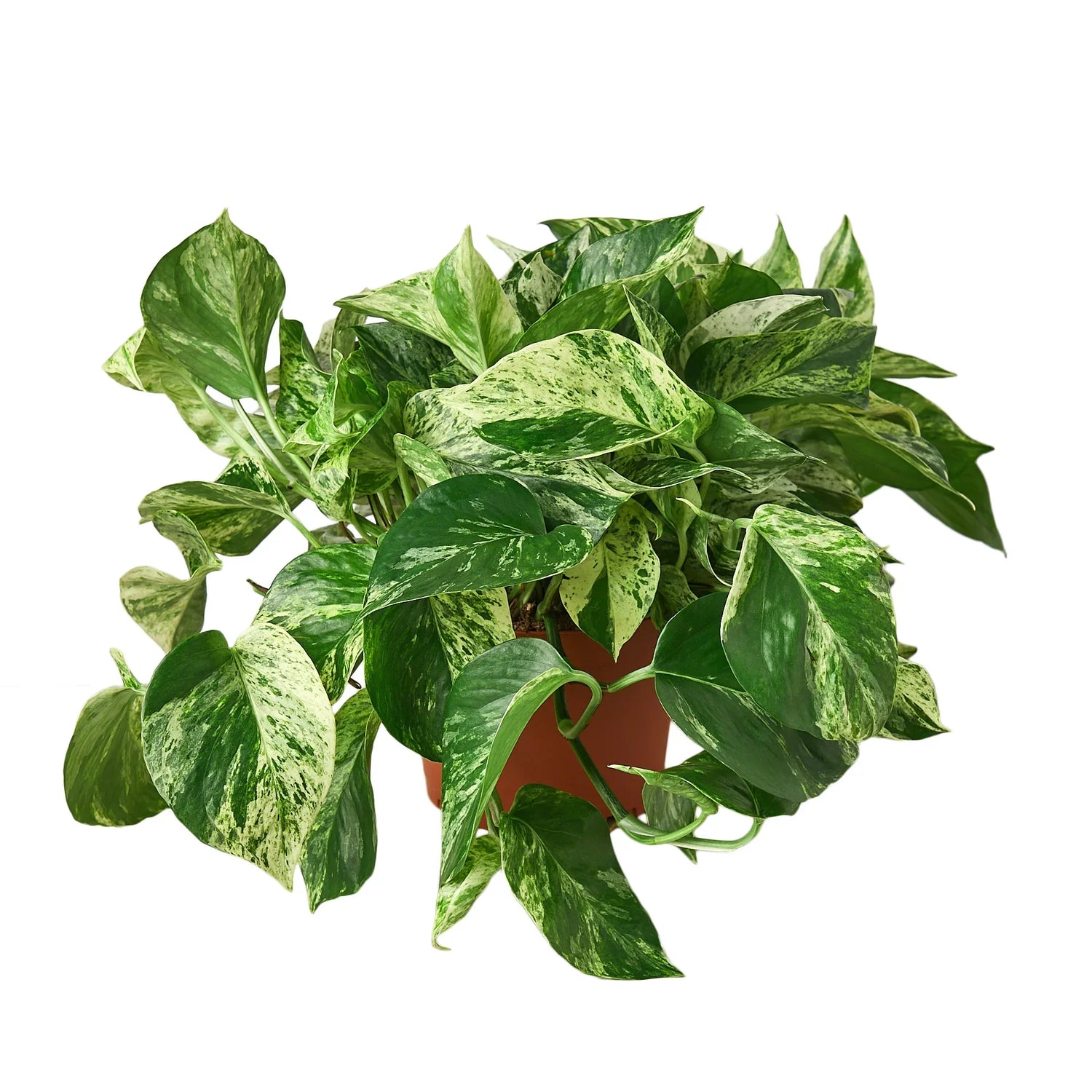 big pothos marble queen plant