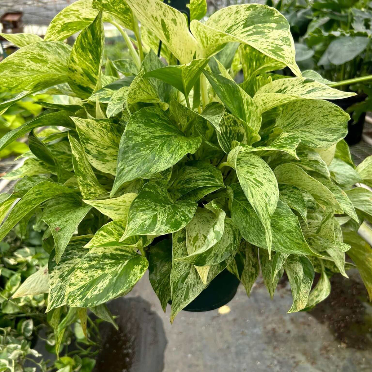 Pothos Marble Queen plant displaying variegated creamy white and green leaves in a hanging basket.