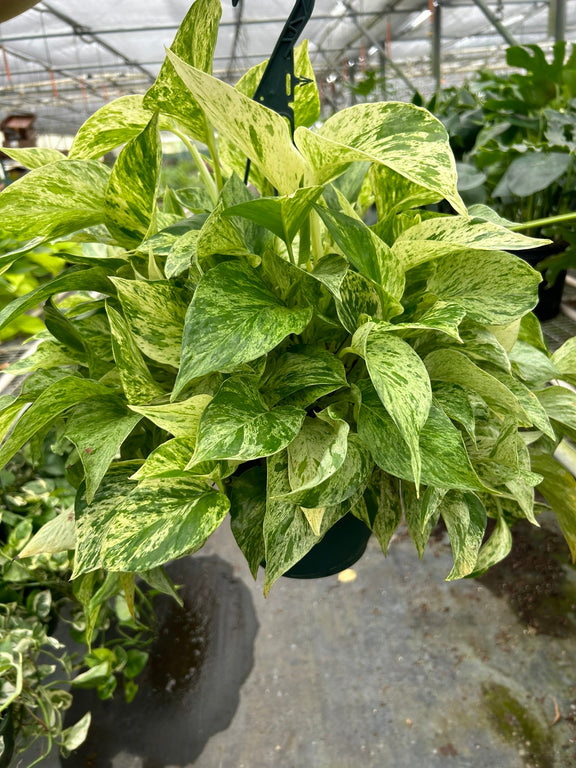 pothos marble queen plant 8inch pot